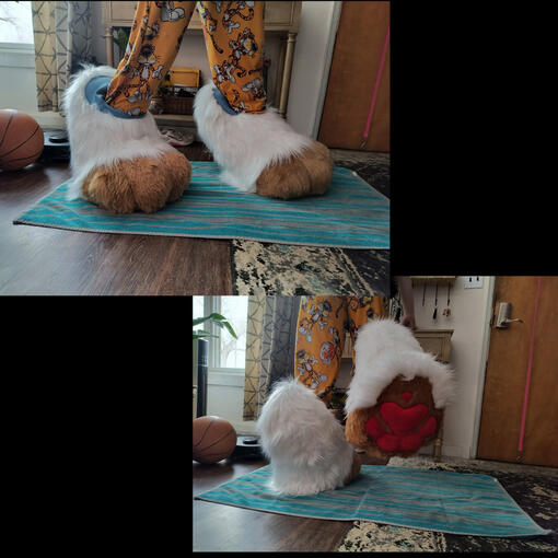 Feet Paws- Jan. 2025